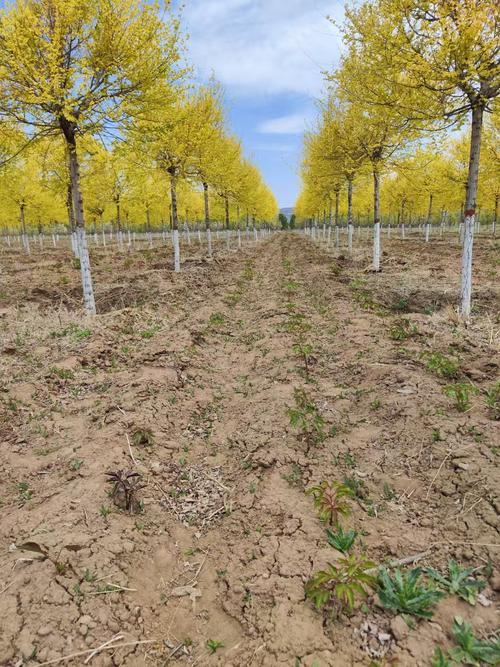 在树林养鸡要多少成本