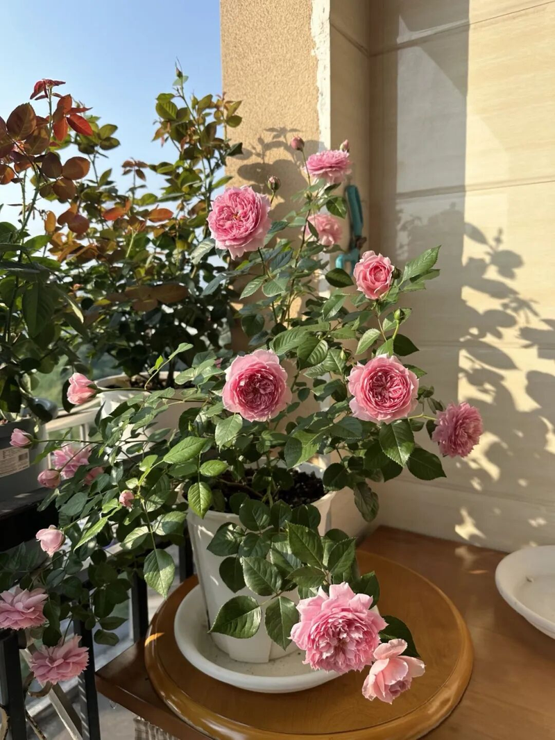 冬天种郁金香种球种植方法