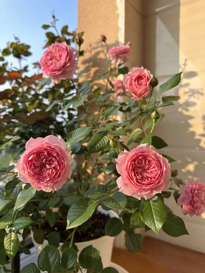 冬天种郁金香种球种植方法