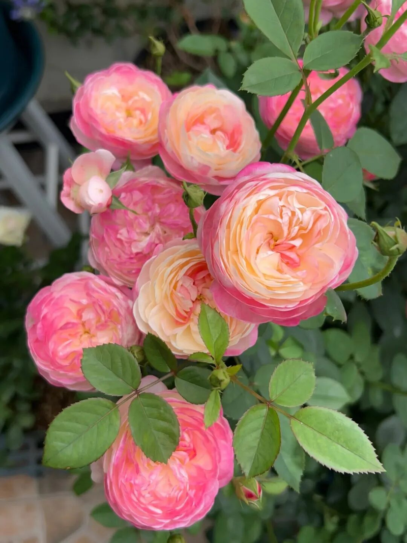 冬天种郁金香种球种植方法