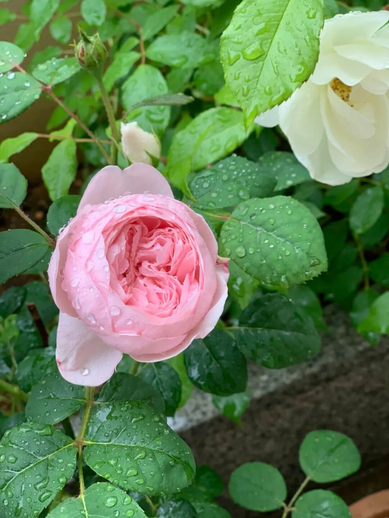 冬天种郁金香种球种植方法