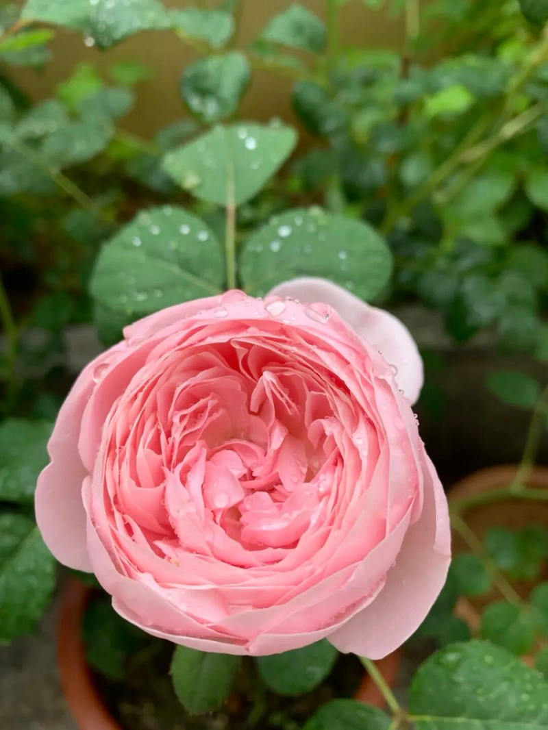 冬天种郁金香种球种植方法