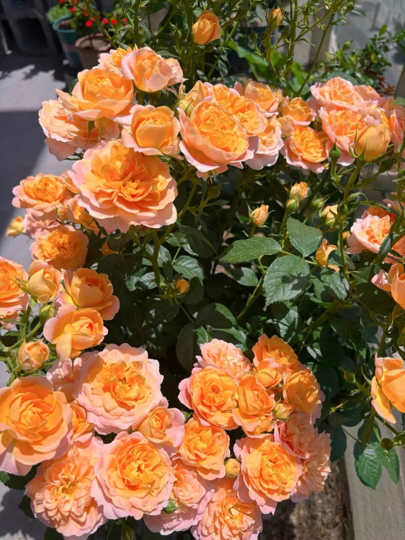 冬天种郁金香种球种植方法