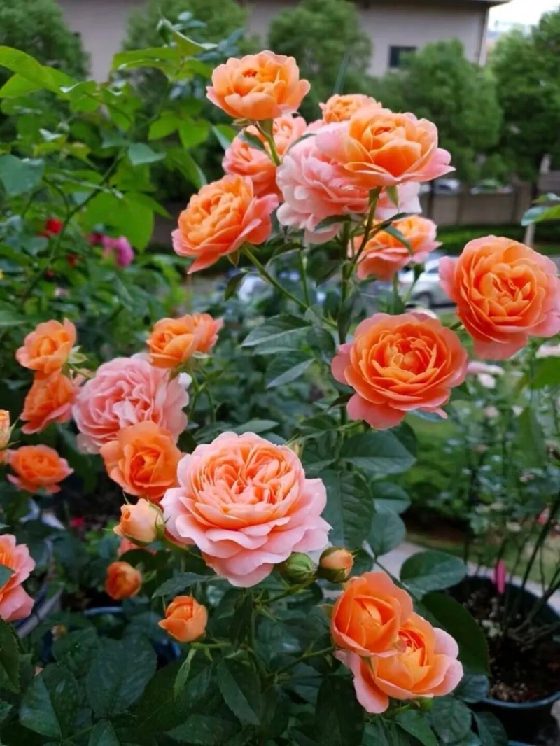 冬天种郁金香种球种植方法