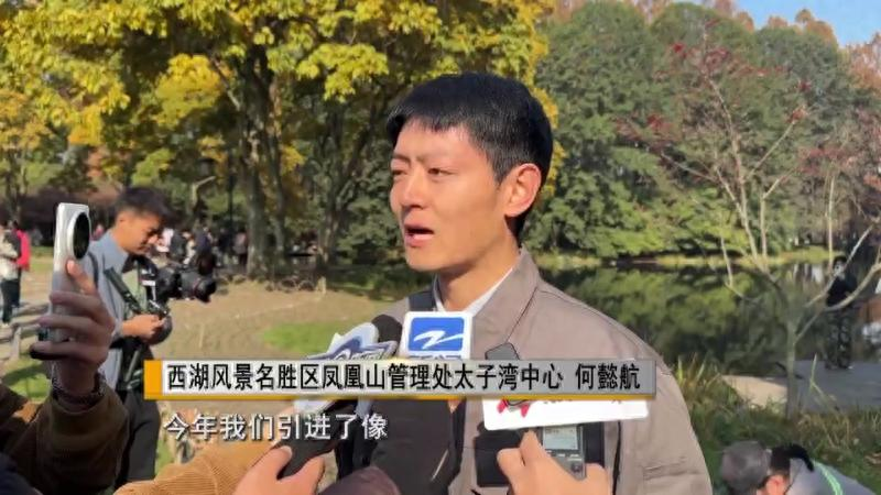 郁金香种球种植方法图解