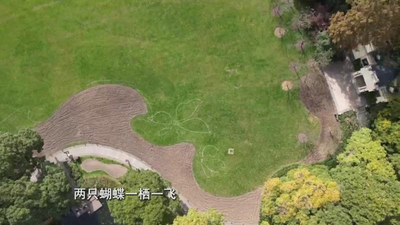 郁金香种球种植方法图解