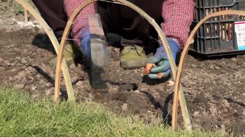 郁金香种球种植方法图解