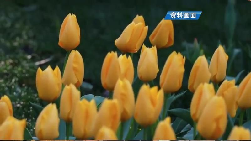 郁金香种球种植方法图解