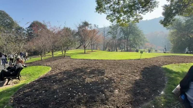 郁金香种球种植方法图解