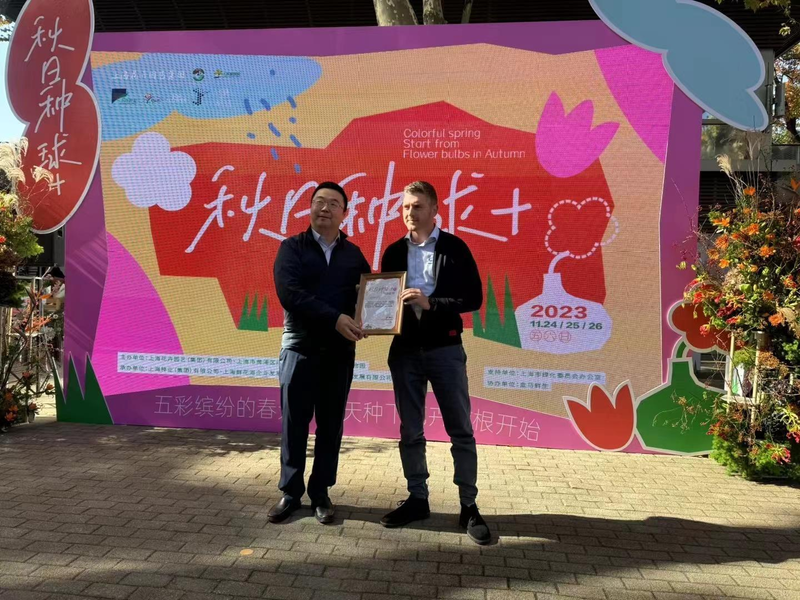 郁金香种球种植方法图解