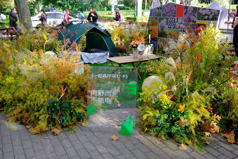 郁金香种球种植方法图解