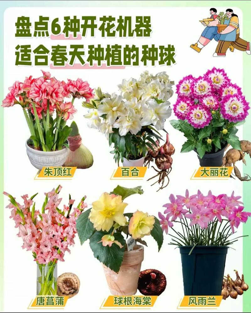 We grow tulips in winter