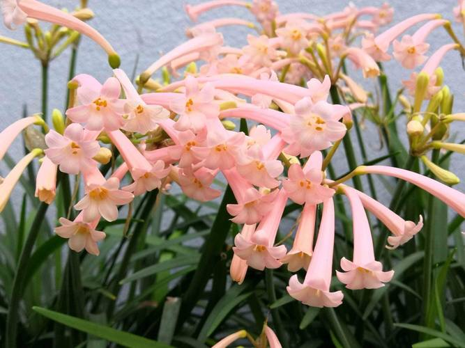 We grow tulips in winter