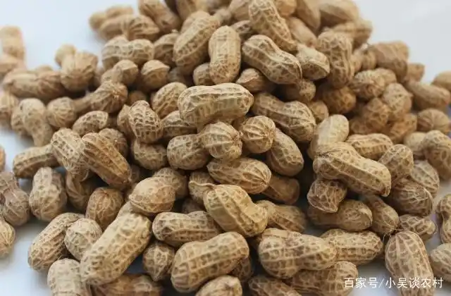 Plantation of flowers