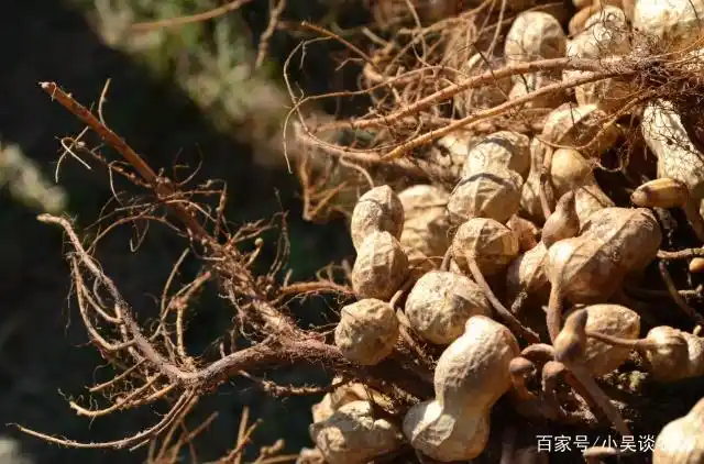 Plantation of flowers