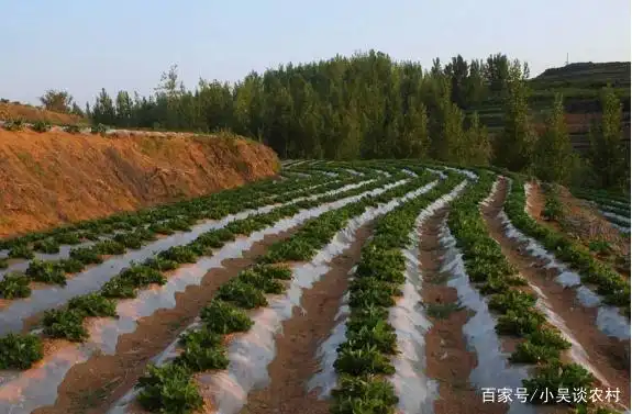 Plantation of flowers