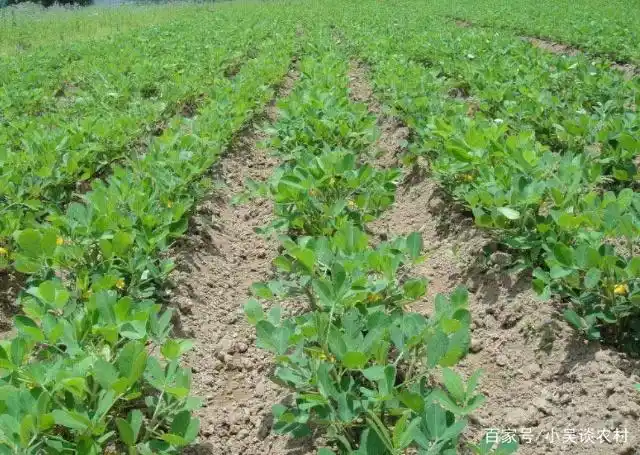 Plantation of flowers