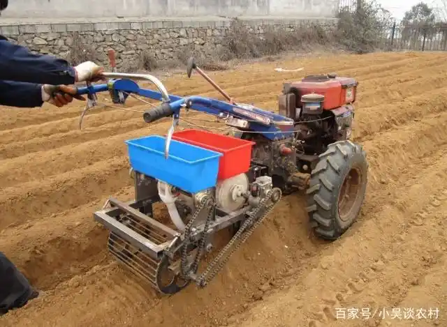 Plantation of flowers