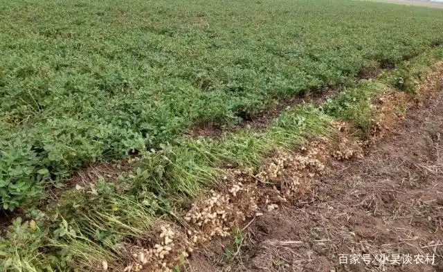 Plantation of flowers