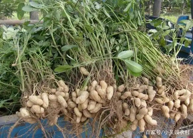 Plantation of flowers