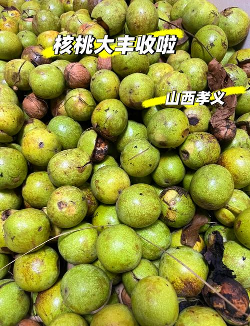 Plantation of walnut trees