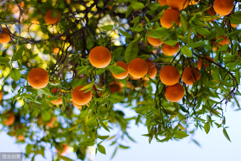 What techniques are needed for fruit tree cultivation