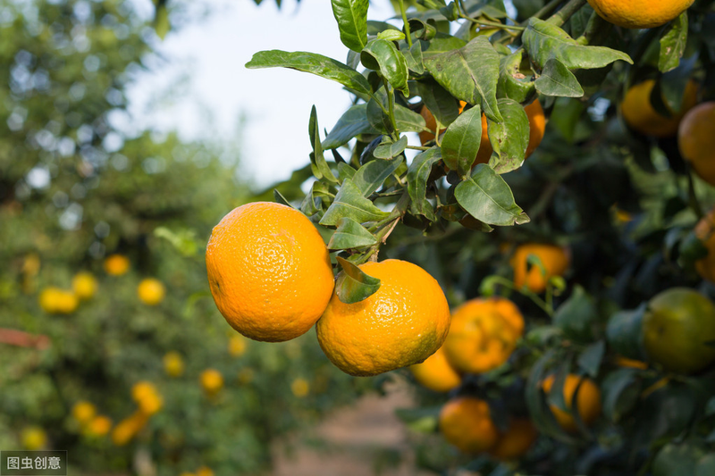 What techniques are needed for fruit tree cultivation