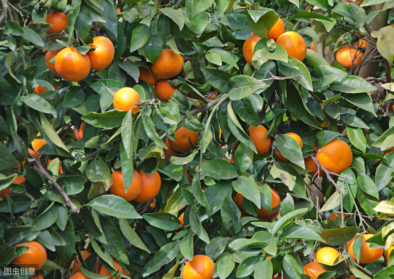 What techniques are needed for fruit tree cultivation