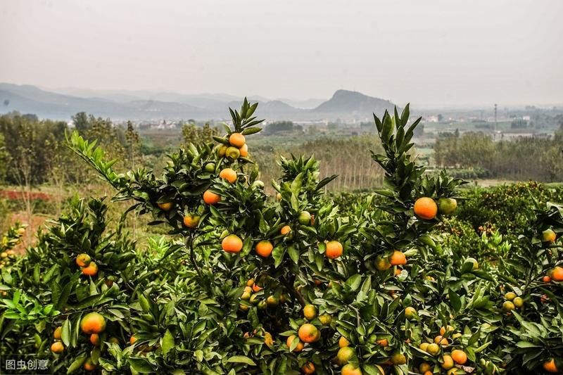 What techniques are needed for fruit tree cultivation