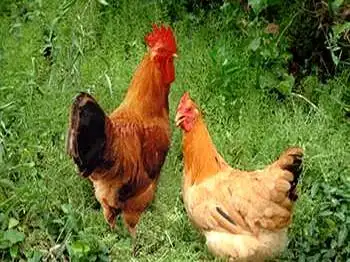 林地散养鸡：每只增收15元