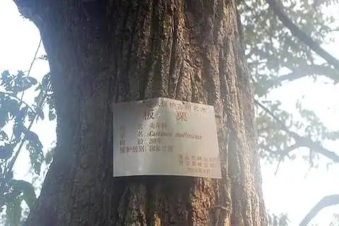 在树林养鸡要多少成本