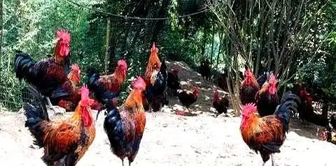 在树林养鸡要多少成本
