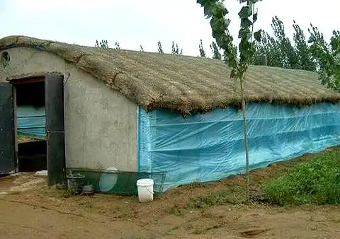 在树林养鸡要多少成本