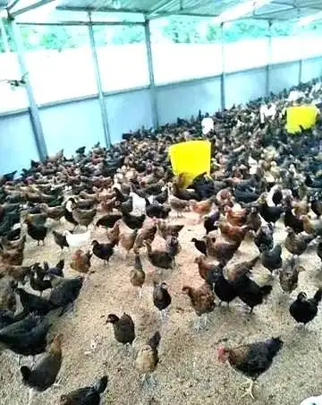 在树林养鸡要多少成本