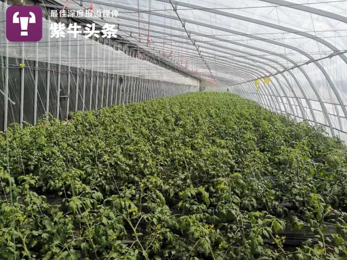 大棚的种植技术