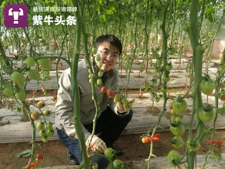 大棚的种植技术