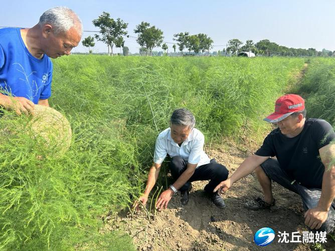 曹县：芦笋种植种出好“钱”景