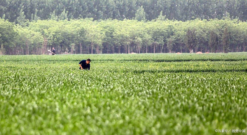芦笋的种植方法