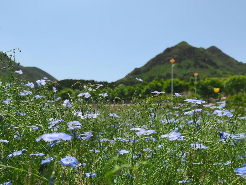 The method of planting the blue flower linen