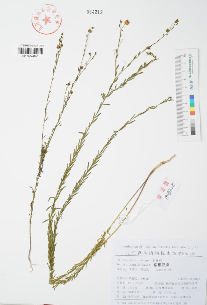 The method of planting the blue flower linen