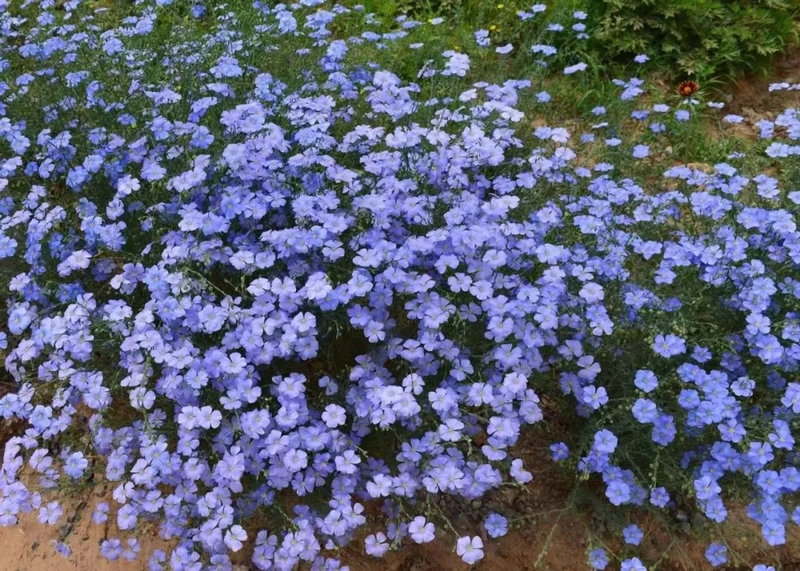 The method of planting the blue flower linen
