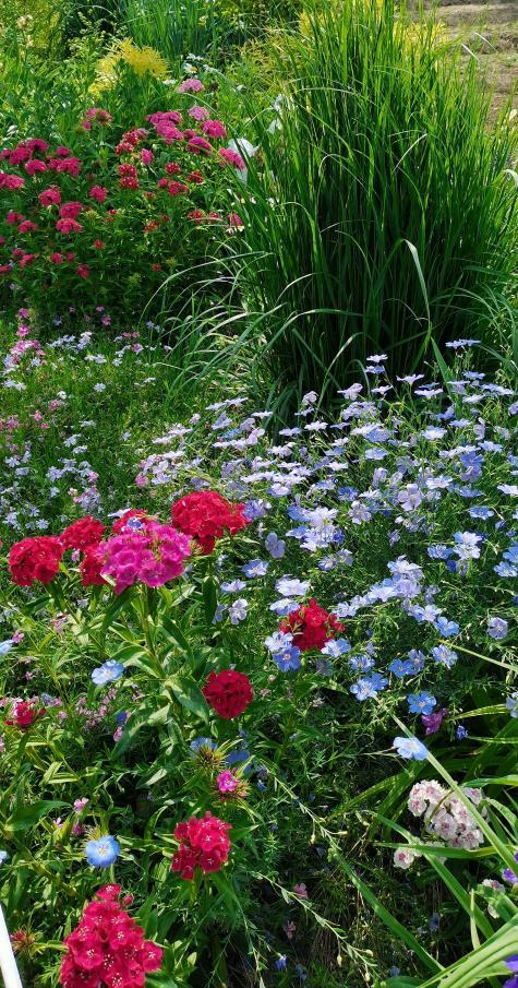 The method of planting the blue flower linen