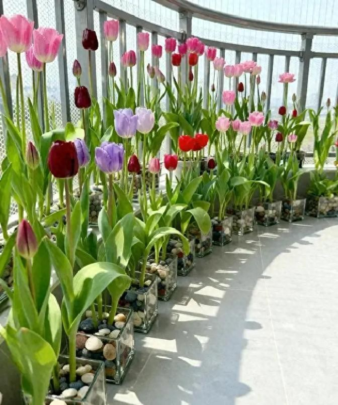 冬天种郁金香种球种植方法