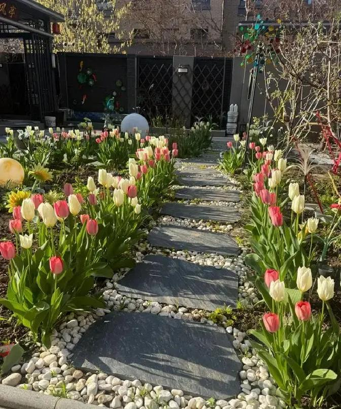 冬天种郁金香种球种植方法