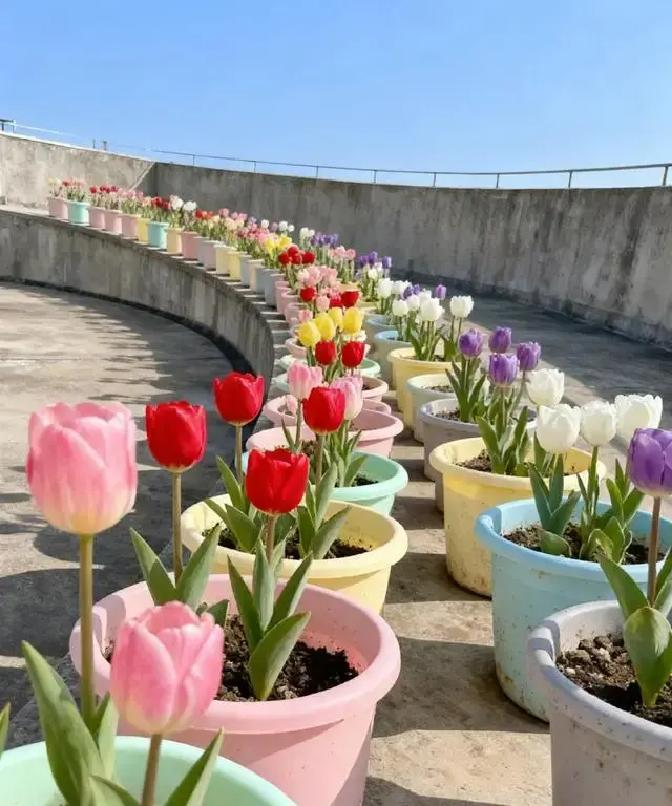 冬天种郁金香种球种植方法