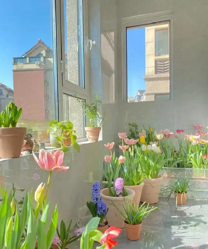 冬天种郁金香种球种植方法