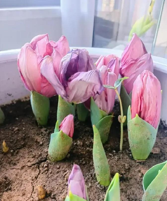 冬天种郁金香种球种植方法