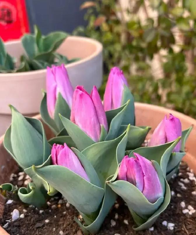 冬天种郁金香种球种植方法