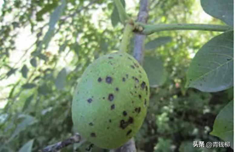 Plantation of walnut trees