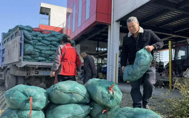 致富经食用菌种植技术